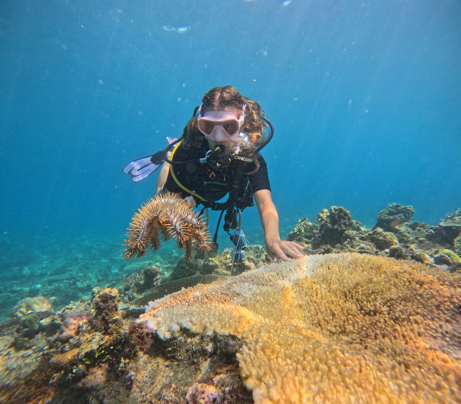 Diver removing crown-of-thorns starfish from a coral reef