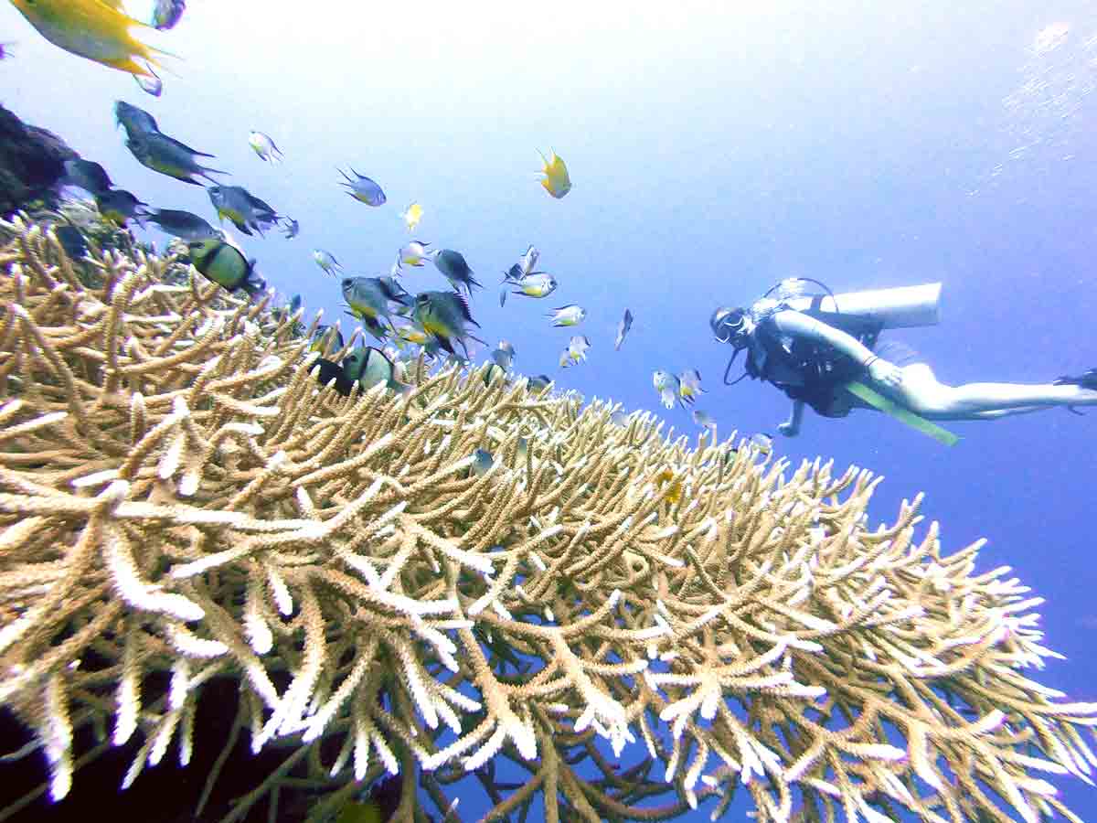 Reef Ecosystem
